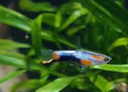 Scarlet Blue Endlers (Comes as a pair) - Nano Tanks Australia Aquarium Shop