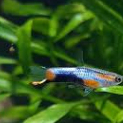 Scarlet Blue Endlers (Comes as a pair) - Nano Tanks Australia Aquarium Shop