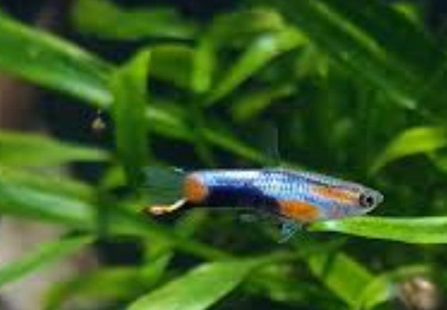 Scarlet Blue Endlers (Comes as a pair) - Nano Tanks Australia Aquarium Shop