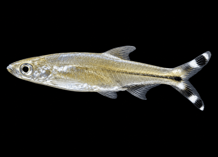 Scissors Tail Rasbora - Nano Tanks Australia