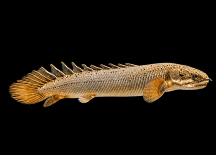Senegal Bichir (Polypterus senegalus) - Nano Tanks Australia