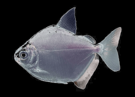 Silver Dollar 4–6cm - Nano Tanks Australia