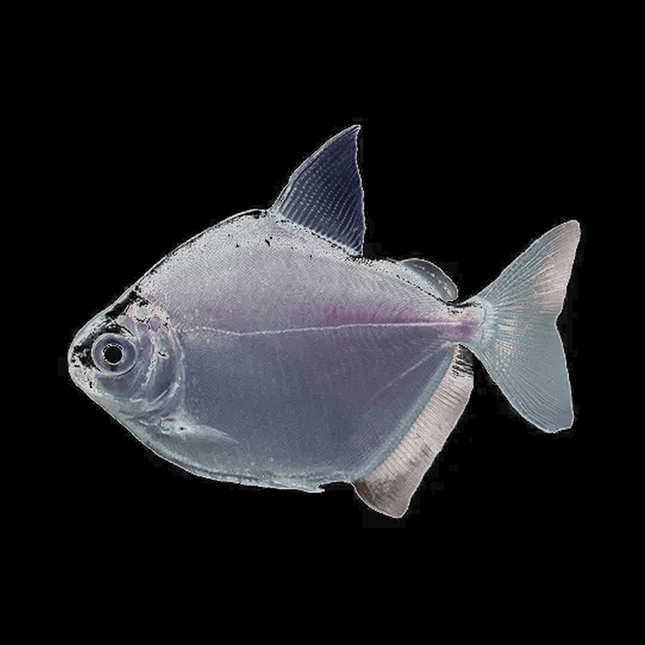 Silver Dollar 4–6cm - Nano Tanks Australia