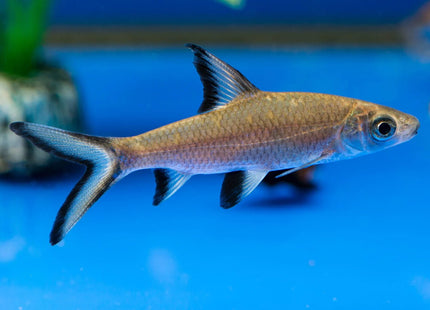 Silver Shark 4-6cm - Nano Tanks Australia