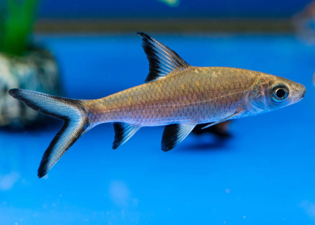 Silver Shark 4-6cm - Nano Tanks Australia