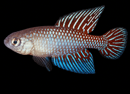 Simpsonichthys (Hypsolebias) Fulminantis - Nano Tanks Australia