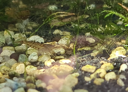 Natural clear and brown Skittles Cherry Shrimp on aquarium gravel