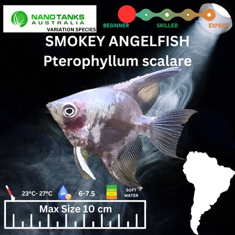 Smokey Angelfish 3-5cm - Nano Tanks Australia Aquarium Shop