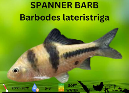 Spanner Barb Barbodes lateristriga 3cm - Nano Tanks Australia Aquarium Shop