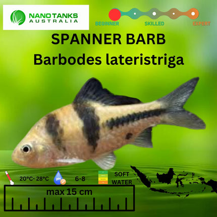 Spanner Barb Barbodes lateristriga 3cm - Nano Tanks Australia Aquarium Shop