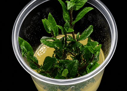 Staurogyne repens Tissue Culture - Nano Tanks Australia