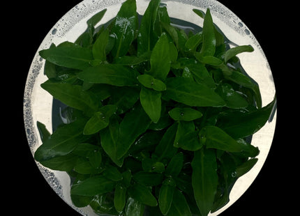 Staurogyne repens Tissue Culture - Nano Tanks Australia