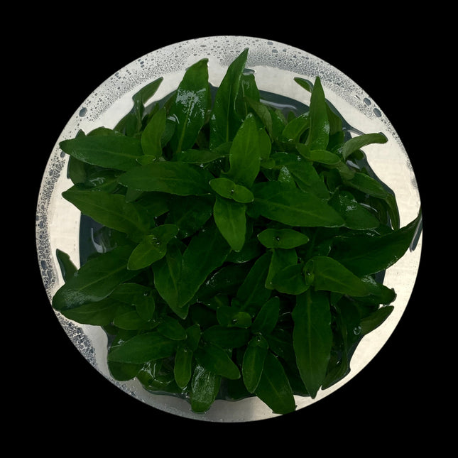 Staurogyne repens Tissue Culture - Nano Tanks Australia