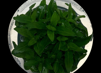Staurogyne repens tissue culture