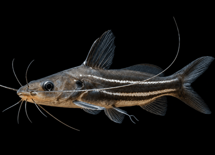 Striped Mystus Catfish (Mystus vittatus) - Nano Tanks Australia