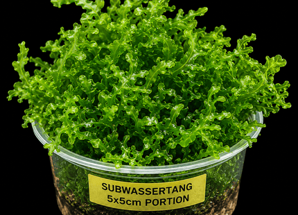 Subwassertang 5×5cm Portion - Nano Tanks Australia