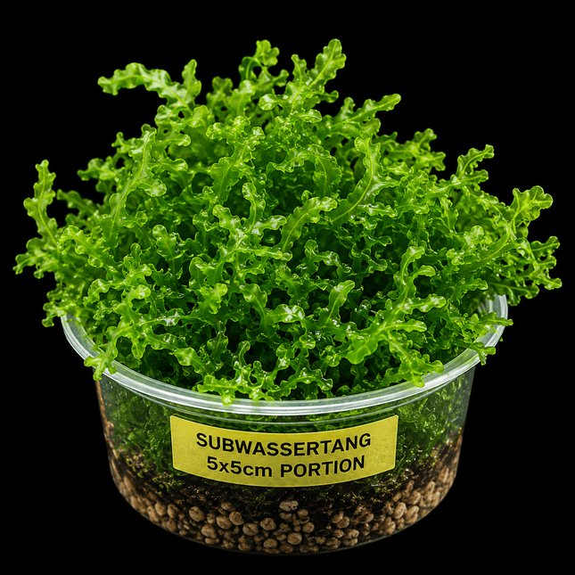 Subwassertang 5×5cm Portion - Nano Tanks Australia