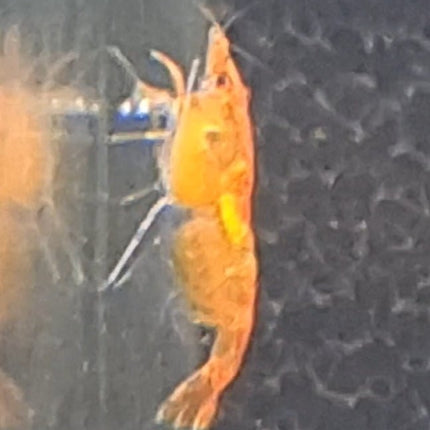 Sunkist Cherry Shrimp 1 - 3cm 1 - 3cm [NO SHIPPING TO WA OR TAS] - Nano Tanks Australia Aquarium Shop