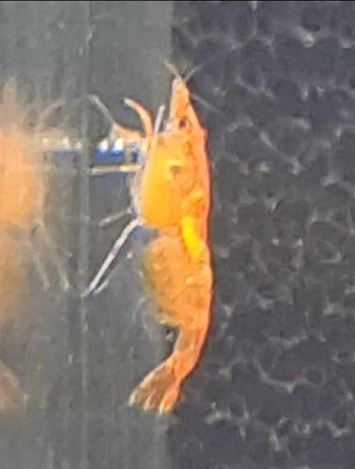 Sunkist Cherry Shrimp 1-3cm 1-3cm [NO SHIPPING TO WA OR TAS]