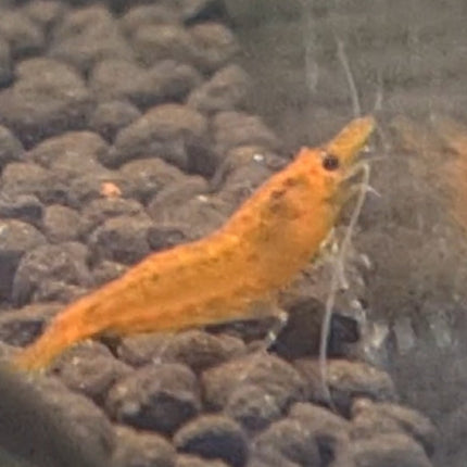 Sunkist Cherry Shrimp 1 - 3cm 1 - 3cm [NO SHIPPING TO WA OR TAS] - Nano Tanks Australia Aquarium Shop