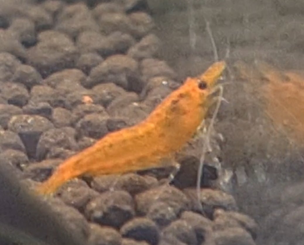 Sunkist Cherry Shrimp 1 - 3cm 1 - 3cm [NO SHIPPING TO WA OR TAS] - Nano Tanks Australia Aquarium Shop