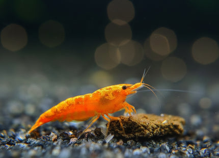 Sunkist Cherry Shrimp - Nano Tanks Australia