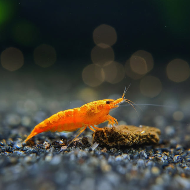Sunkist Cherry Shrimp - Nano Tanks Australia