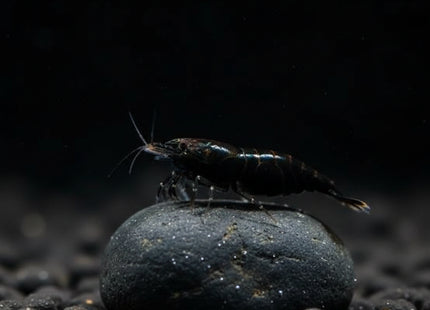 Super Black Cherry Shrimp - Nano Tanks Australia