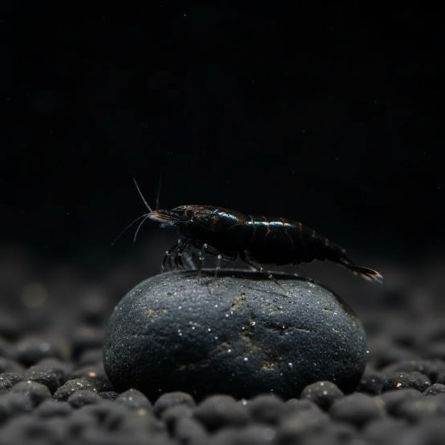 Super Black Cherry Shrimp - Nano Tanks Australia