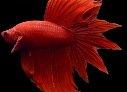 Super Red Kyubi Feathertail Male Betta - Nano Tanks Australia Aquarium Shop
