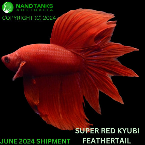 Super Red Kyubi Feathertail Male Betta - Nano Tanks Australia Aquarium Shop