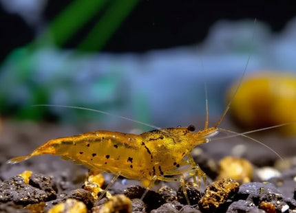 Tangerine Tiger Shrimp - Nano Tanks Australia