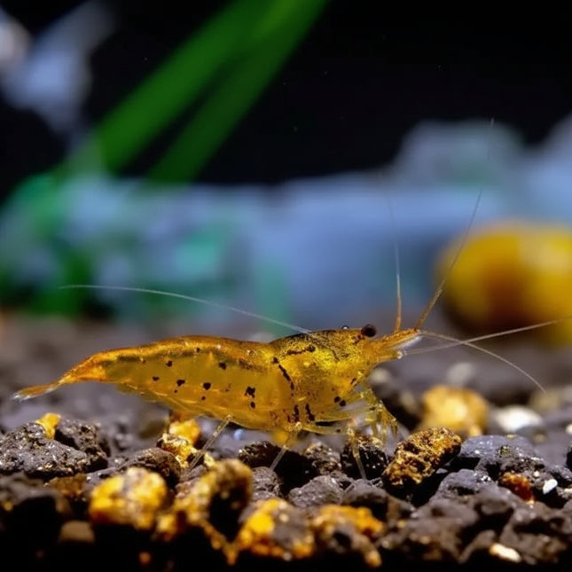 Tangerine Tiger Shrimp - Nano Tanks Australia