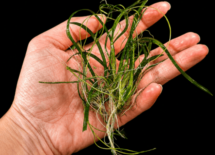 Thin Vallisneria (Vallisneria Torta) - The Elegant, Easy-Growing Background Plant - Nano Tanks Australia