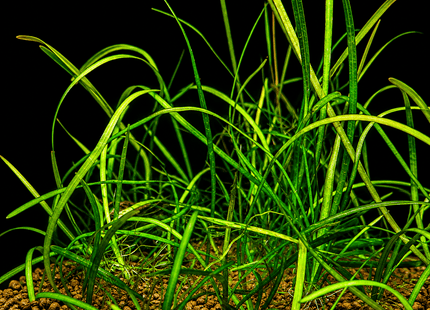 Thin Vallisneria (Vallisneria Torta) - The Elegant, Easy-Growing Background Plant - Nano Tanks Australia
