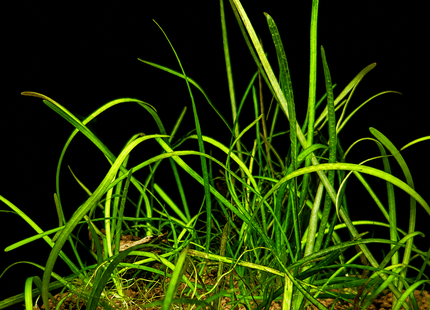 Thin Vallisneria (Vallisneria Torta) - The Elegant, Easy-Growing Background Plant - Nano Tanks Australia