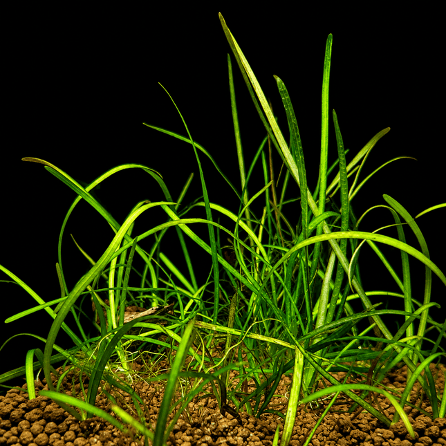 Thin Vallisneria (Vallisneria Torta) - The Elegant, Easy-Growing Background Plant - Nano Tanks Australia