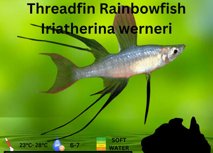Threadfin Rainbowfish Iriatherina werneri 2cm (Females only) **located offsite** - Nano Tanks Australia Aquarium Shop