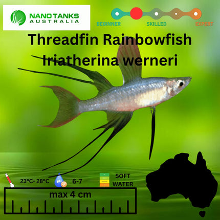 Threadfin Rainbowfish Iriatherina werneri 2cm (Females only) **located offsite** - Nano Tanks Australia Aquarium Shop