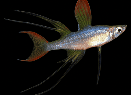 Threadfin Rainbowfish Iriatherina werneri 4-5cm - Nano Tanks Australia
