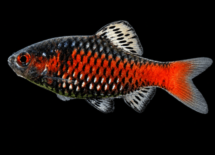 Ticto Barbs 2-4cm - Nano Tanks Australia