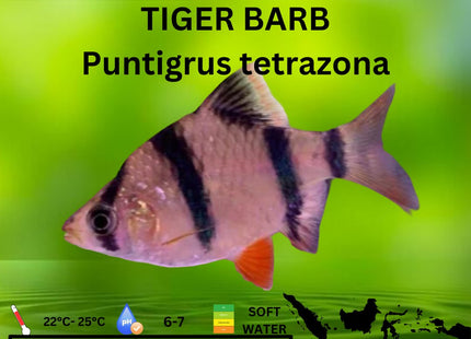 Tiger Barbs Puntigrus tetrazona 2-4cm - Nano Tanks Australia Aquarium Shop