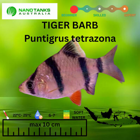 Tiger Barbs Puntigrus tetrazona 2-4cm - Nano Tanks Australia Aquarium Shop