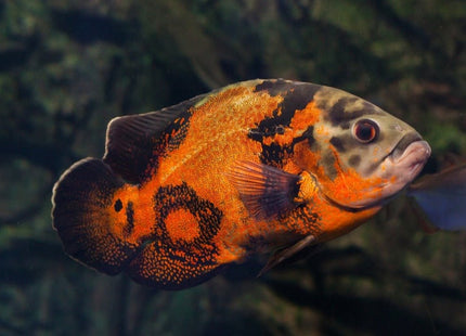 Tiger Oscar 5 - 7cm - Nano Tanks Australia Aquarium Shop
