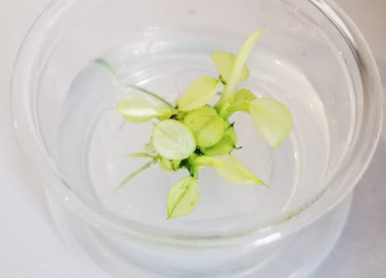 Tissue Culture - Anubias Pinto - Nano Tanks Australia Aquarium Shop