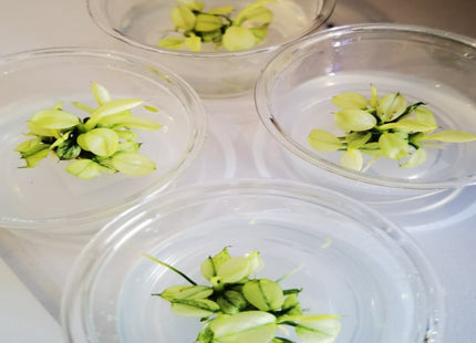 Tissue Culture - Anubias Pinto - Nano Tanks Australia Aquarium Shop