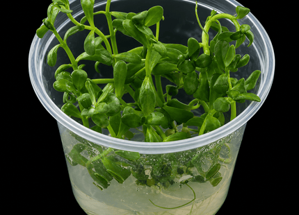 Tissue Culture - Bacopa Monnieri - Nano Tanks Australia