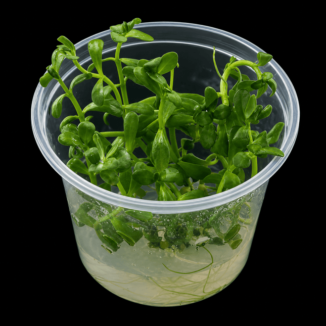 Tissue Culture - Bacopa Monnieri - Nano Tanks Australia