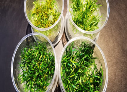 Tissue Culture - Cryptocoryne Parva - Nano Tanks Australia Aquarium Shop