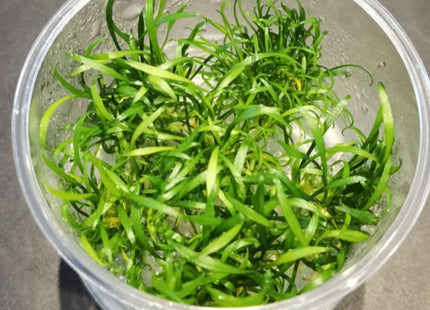 Tissue Culture - Cryptocoryne Parva - Nano Tanks Australia Aquarium Shop